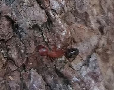 Camponotus decipiens photo 24