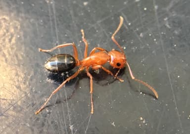 Camponotus decipiens photo 25