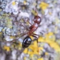 Camponotus decipiens photo 26