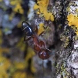 Camponotus decipiens photo 27