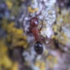Camponotus decipiens photo 28