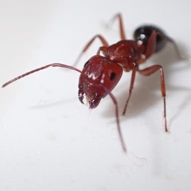 Camponotus decipiens photo 30