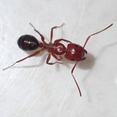 Camponotus decipiens photo 31
