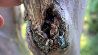 Camponotus decipiens photo 32