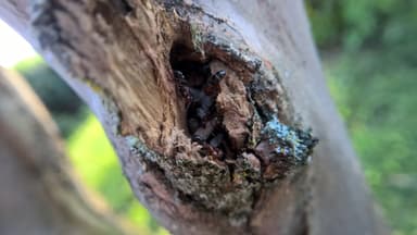 Camponotus decipiens photo 33