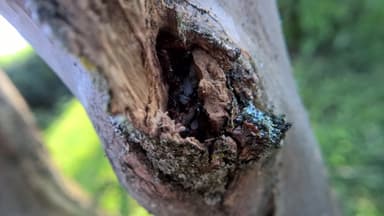 Camponotus decipiens photo 34