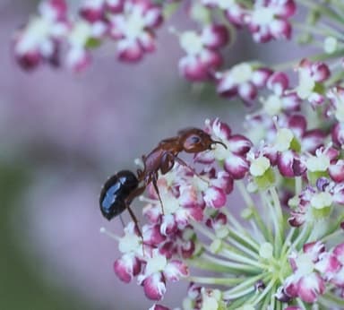 Camponotus decipiens photo 35