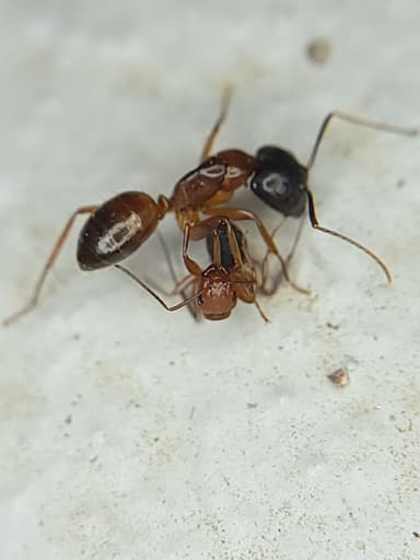 Camponotus decipiens photo 36