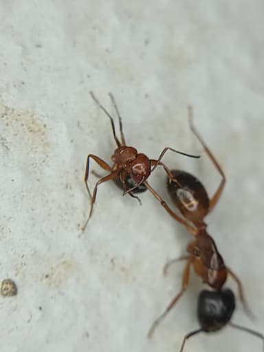 Camponotus decipiens photo 37