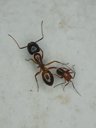 Camponotus decipiens photo 39