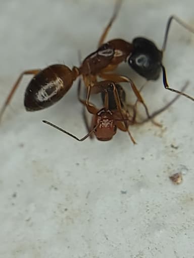 Camponotus decipiens photo 40