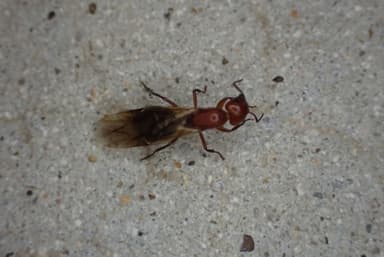 Camponotus decipiens photo 41
