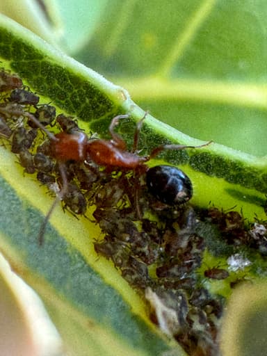 Camponotus decipiens photo 42