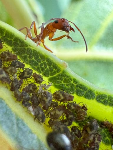 Camponotus decipiens photo 43