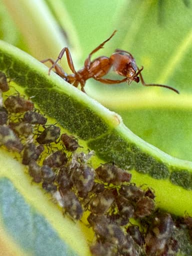 Camponotus decipiens photo 44