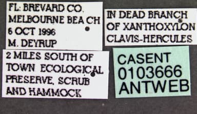 Camponotus decipiens photo 4