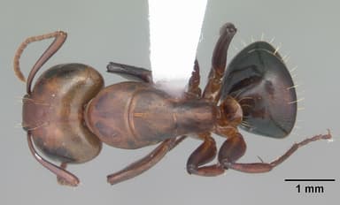 Camponotus decipiens — queen photo 5