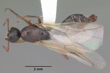 Camponotus decipiens — queen photo 8