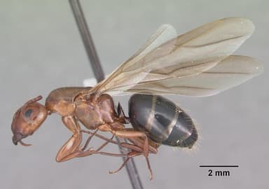 Camponotus decipiens — queen photo 9