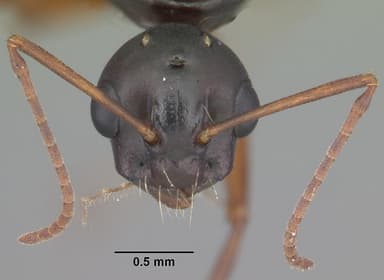 Camponotus decipiens — queen photo 11