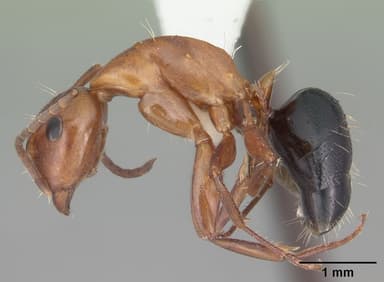 Camponotus decipiens — queen photo 12