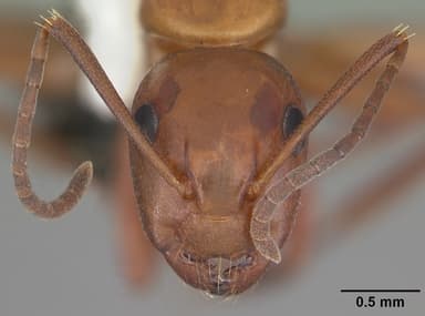 Camponotus decipiens — queen photo 13