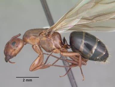 Camponotus decipiens — queen photo 14