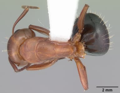 Camponotus decipiens — queen photo 15