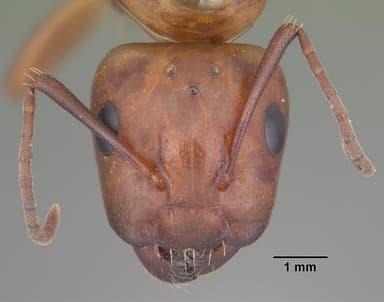 Camponotus decipiens — queen photo 16