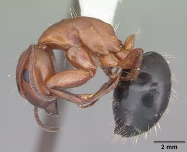 Camponotus decipiens — queen photo 17