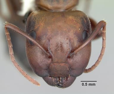 Camponotus decipiens — queen photo 18