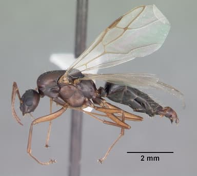 Camponotus decipiens — queen photo 19