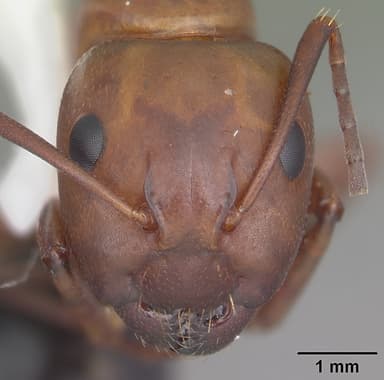 Camponotus decipiens — queen photo 20