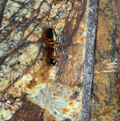 Camponotus essigi photo 5
