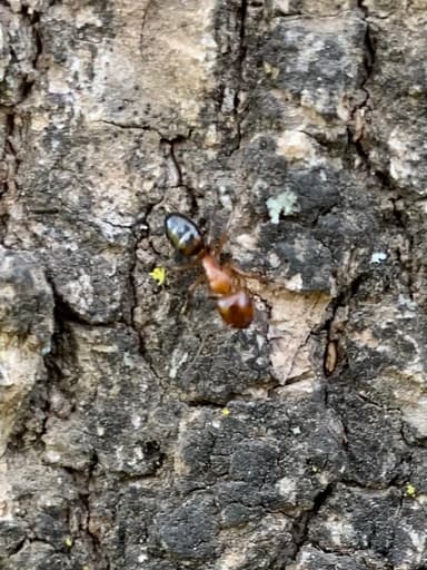 Camponotus essigi photo 6