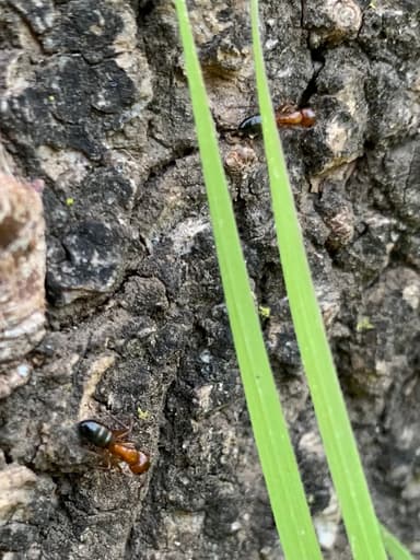 Camponotus essigi photo 7