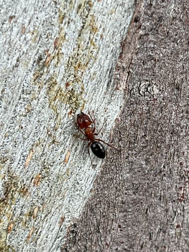 Camponotus essigi photo 8
