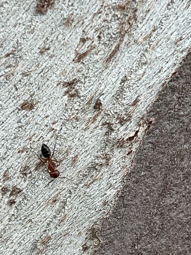 Camponotus essigi photo 9