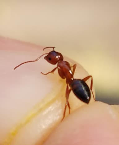 Camponotus essigi photo 10