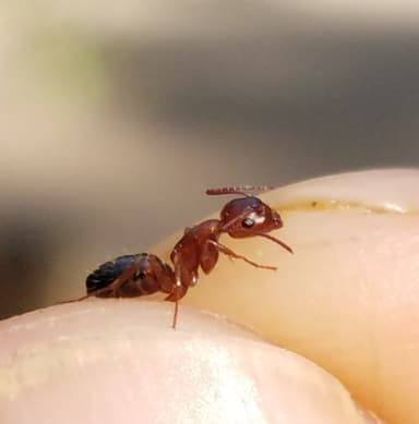 Camponotus essigi photo 11