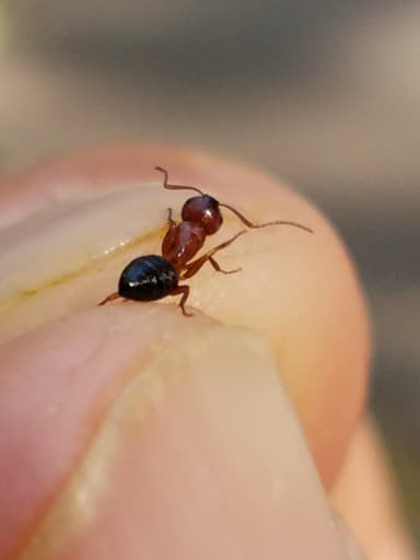 Camponotus essigi photo 12