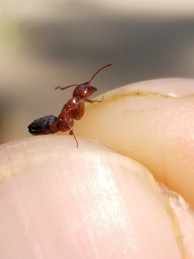 Camponotus essigi photo 13