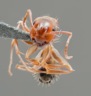 Camponotus essigi photo 14