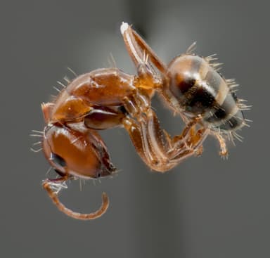 Camponotus essigi photo 15