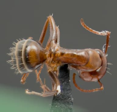 Camponotus essigi photo 16