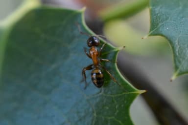 Camponotus essigi photo 17