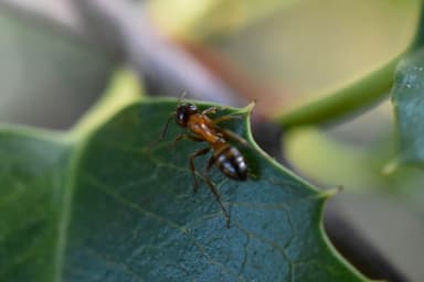 Camponotus essigi photo 18