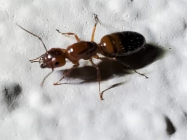 Camponotus essigi — queen photo 19
