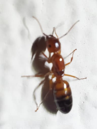 Camponotus essigi — queen photo 20
