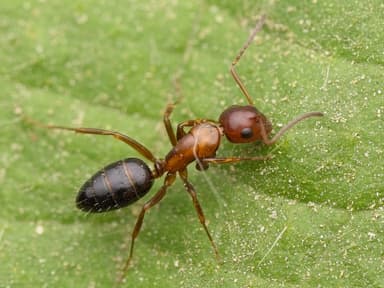 Camponotus essigi photo 21